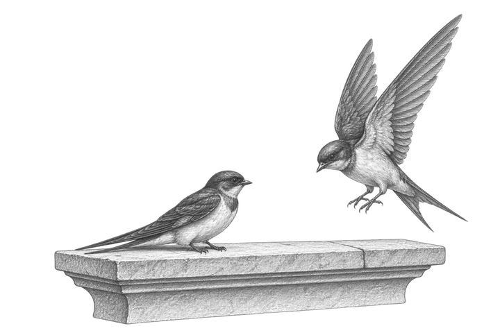 Two swallows, one perched and one with its wings spread.